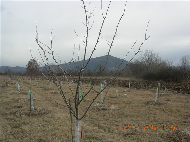 arčilend